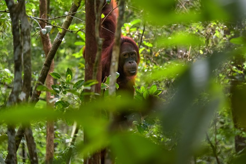 orang outans en Indonésie