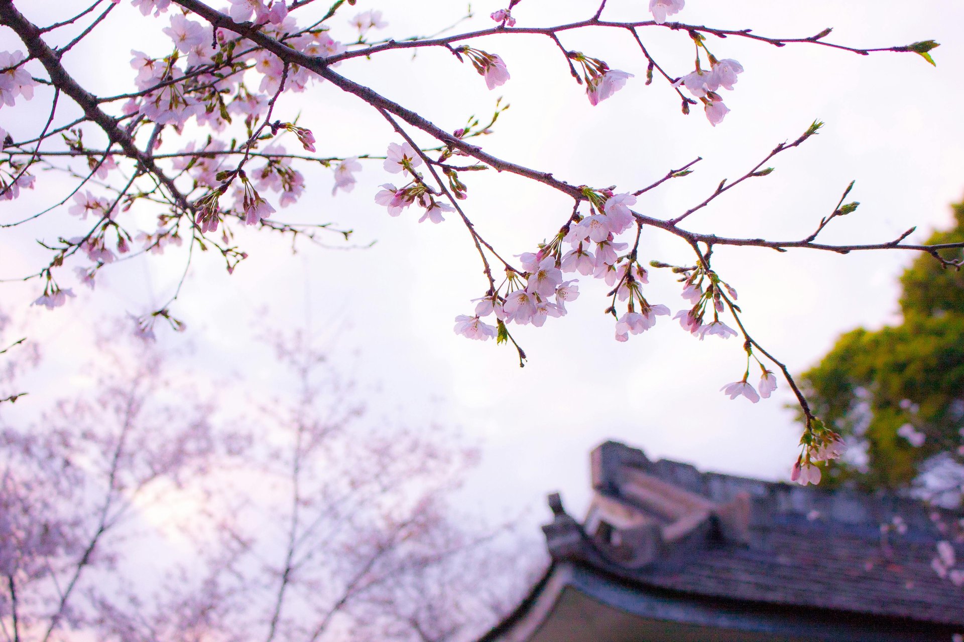 Cerisiers, Japon