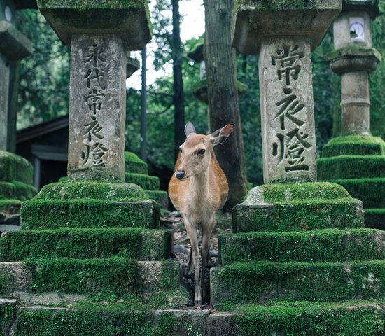Nara, Japon