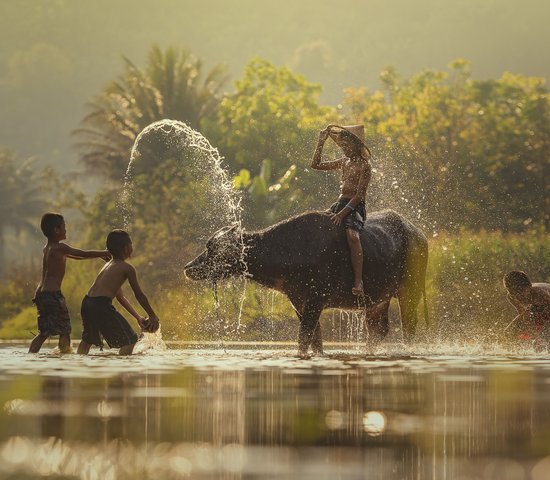Buffle d'eau Laos