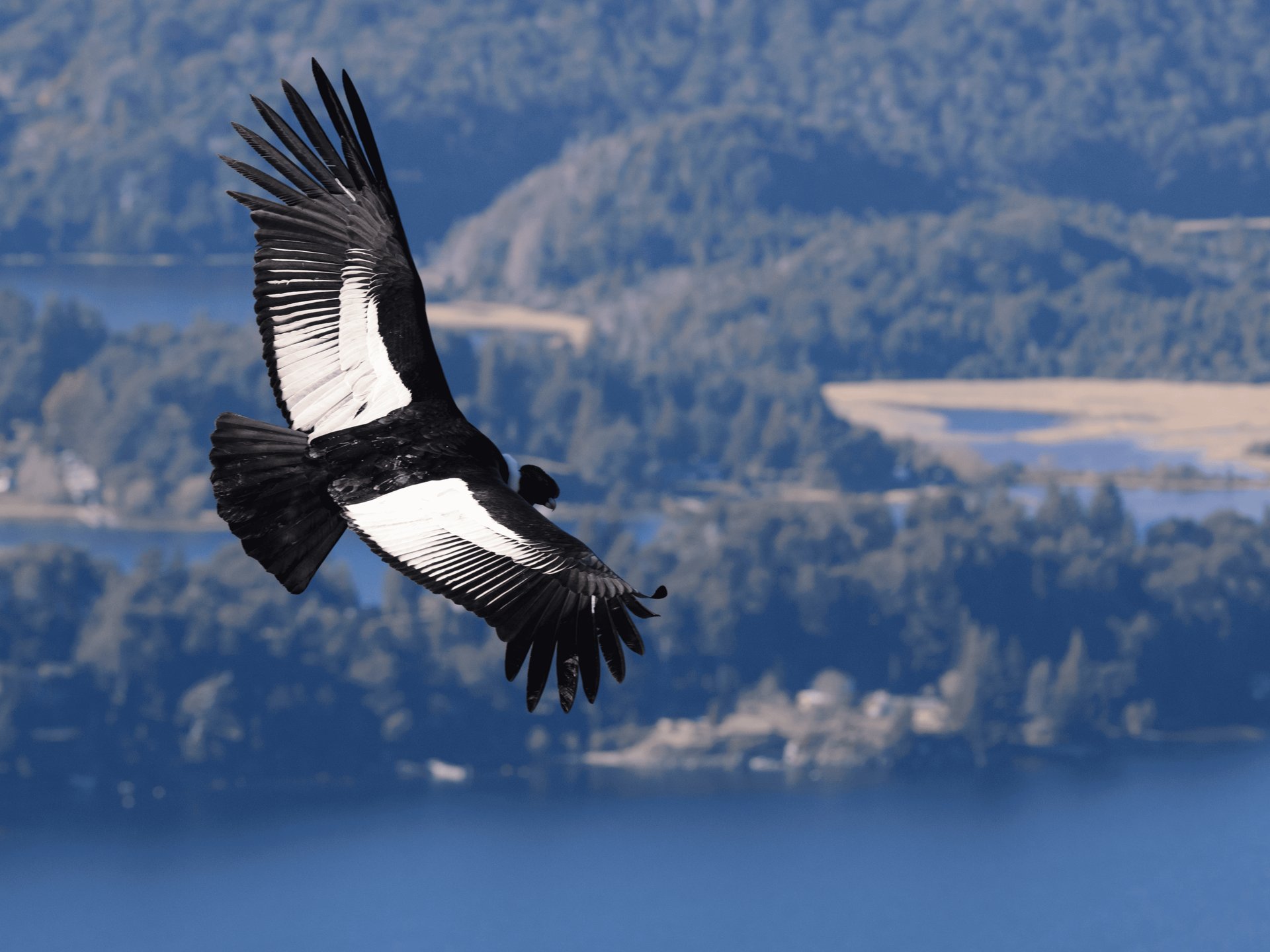 Condor des Andes, Colombie