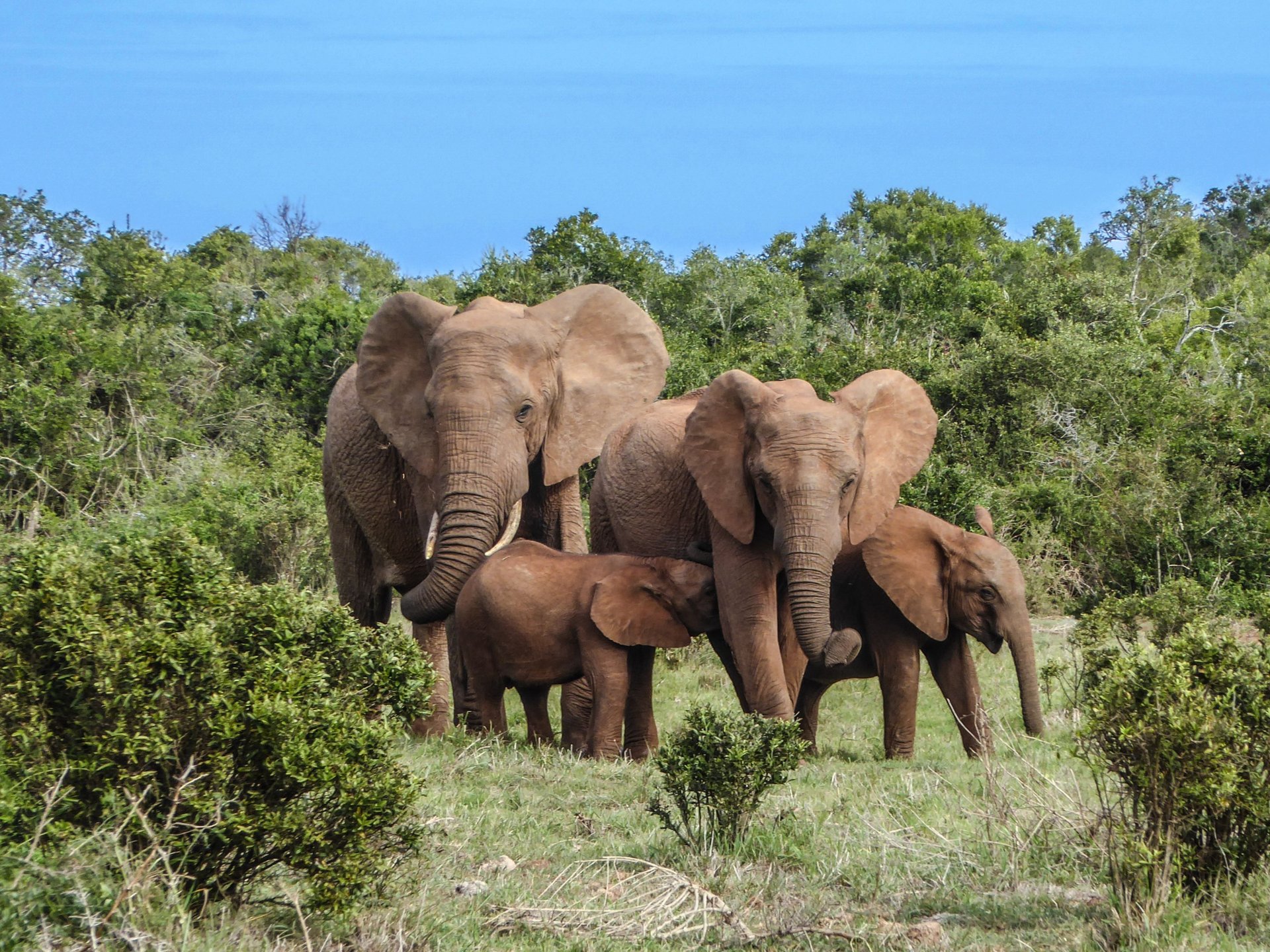 Elephants, Safari Afrique du Sud
