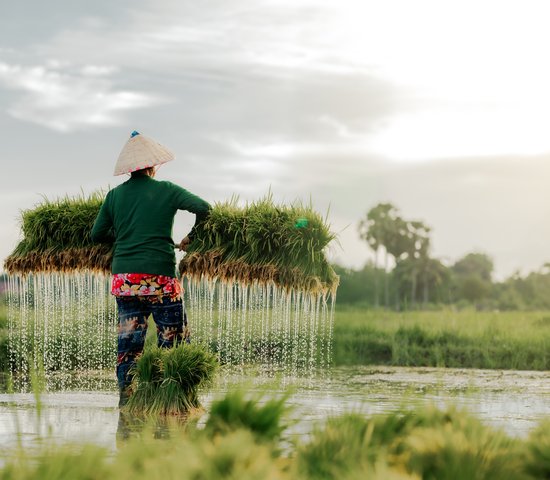 Fermier récoltant du riz au Laos