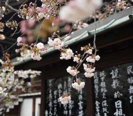 Fleur de cerisier, Osaka, Japon