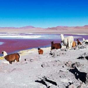 Panorama spectaculaire sur la Laguna Colorada (ou lagune Rouge) en Bolivie