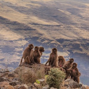 Parc national des monts Simien  Éthiopie