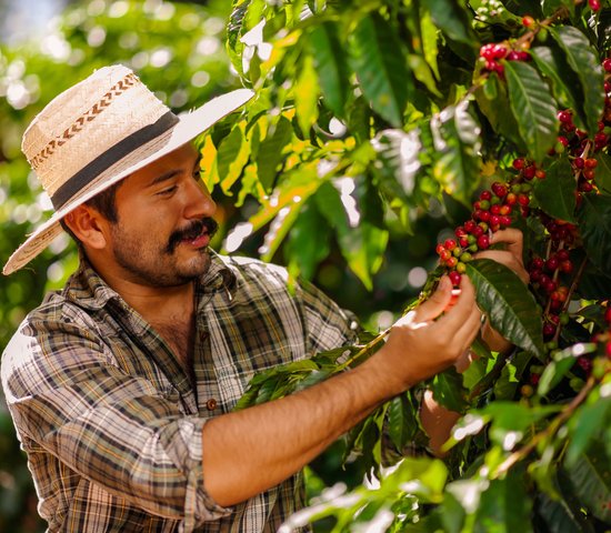 Recolte du cafe Colombie