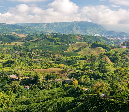 Vue aérienne de fermes de café près de Manizales, Colombie
