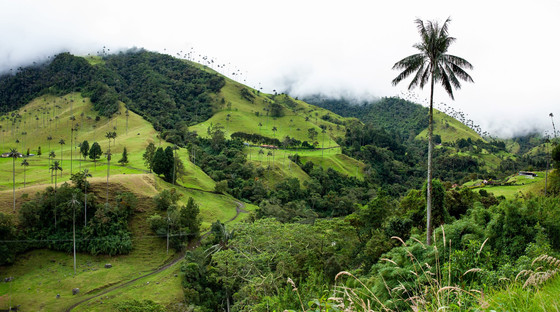 Vue sur la belle forêt nuageuse et les Palmiers de cire de Quindio dans la vallée de Cocora, située à Salento, dans la région de Quindio en Colombie.
