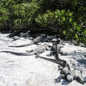 iguanes iles galapagos