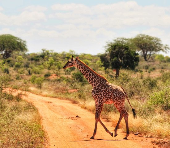Parc national de Tsavo Est, Kenya