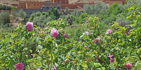 maroc vallee des roses