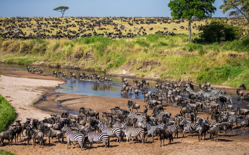 Grande Migration   Parcc national du Masai Mara, Kenya/Tanzanie