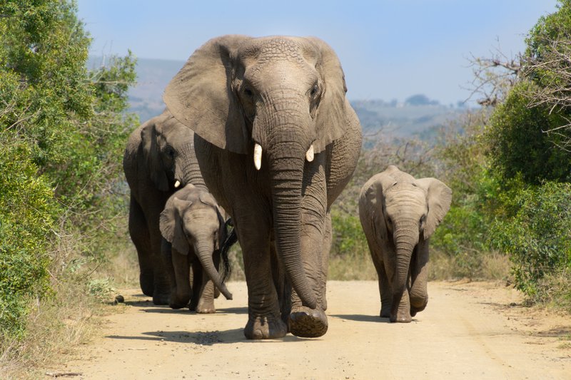 Parc naturel de Hluhluwe Imfolozi, Afrique du Sud