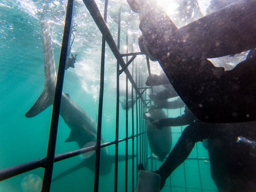 Grande plongée en cage des requins blancs en Afrique du Sud