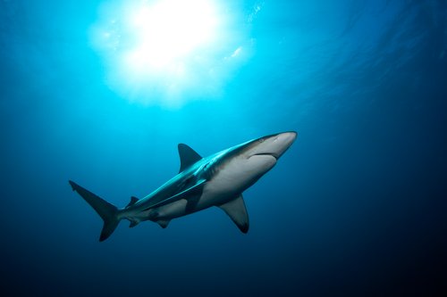 Requin en Afrique du Sud