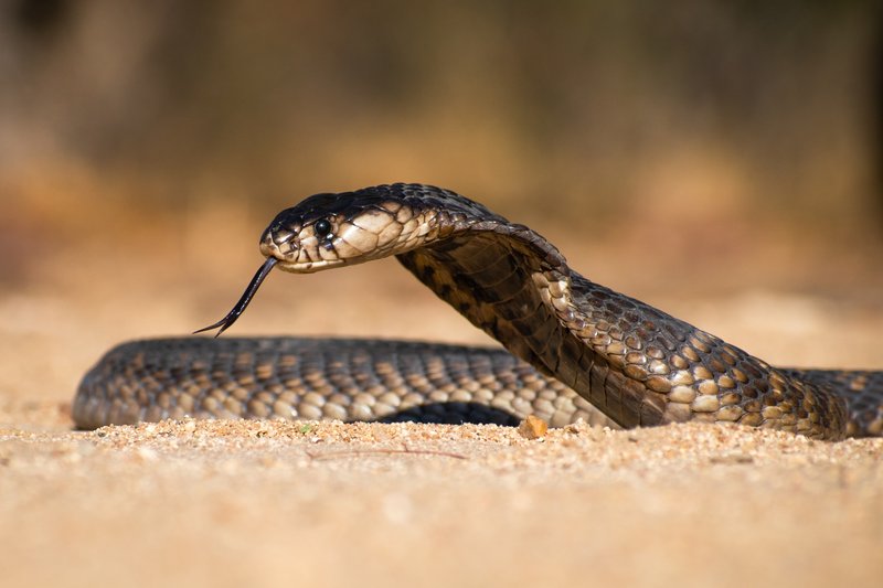 Serpent dans le sable du parc national Kruger, en Afrique du Sud