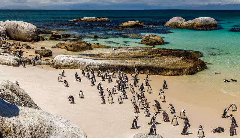 Plage de Boulder, près du Cap en Afrique du Sud.