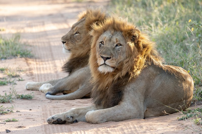 Lions mâles reposant dans le parc national Kruger, Afrique du Sud 🗺️
