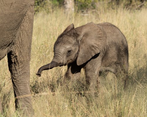 Bébé éléphant suivant l'éléphant mère dans la réserve de Balule, Olifants West, Greater Kruger. Afrique du Sud.