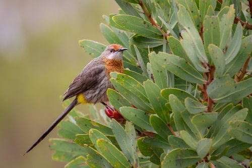 Colibri de Gurney , Marakele National Park, Afrique du Sud
