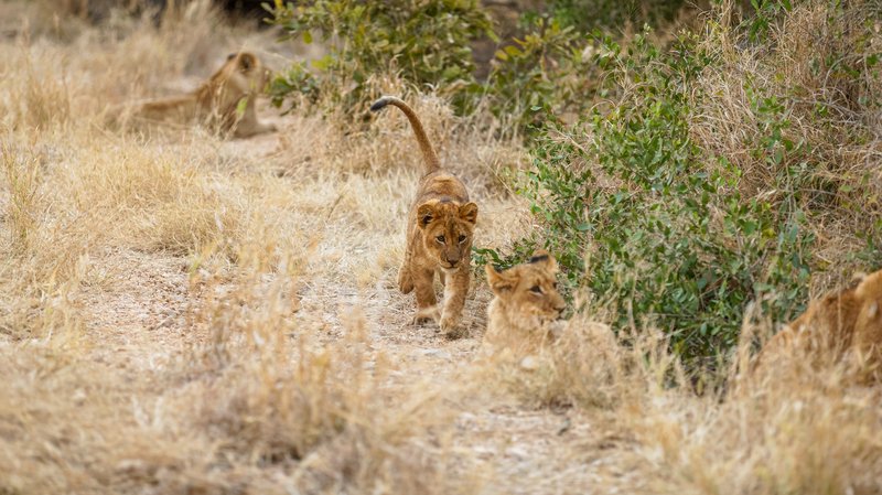 Réserve de Timbavati, Afrique du Sud