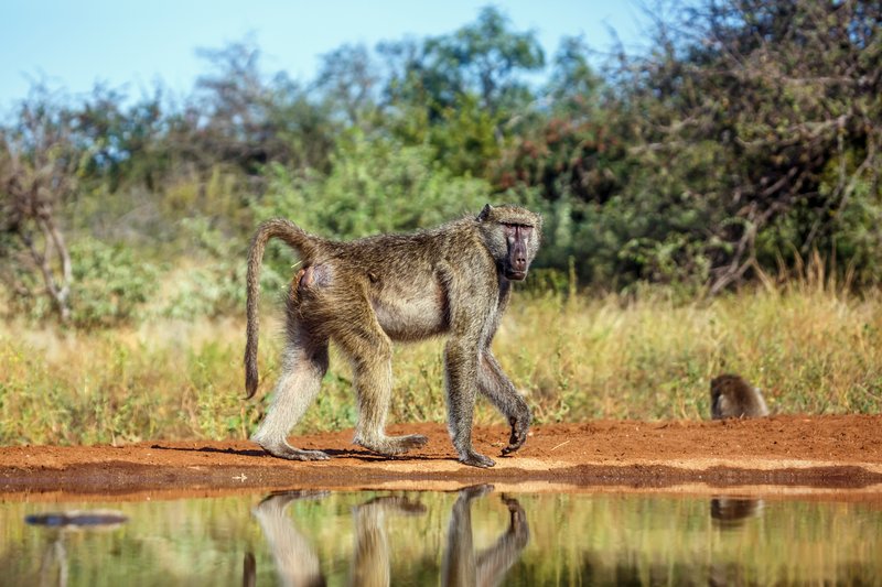 Chacma baboon dans le parc national Kruger, Afrique du Sud