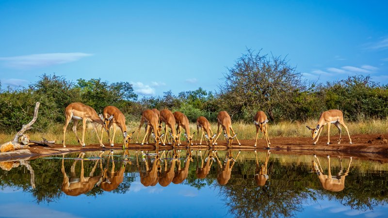 Parc national Kruger, Afrique du Sud