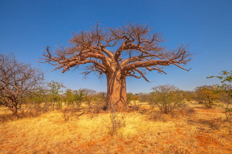 Baobab africain, dans la réserve naturelle de Musina, l'une des plus grandes collections de baobabs d'Afrique du Sud. Jeu de Limpopo et réserves naturelles.