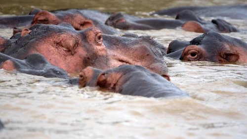 Gros plan sur des hippopotames (Hippopotamus amphibius) dans l'estuaire de Sainte Lucie, Afrique du Sud