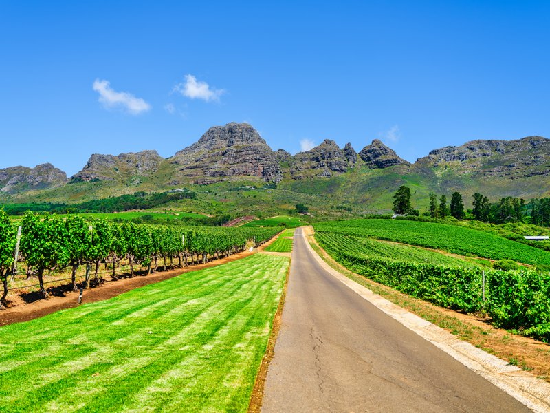 Une route à travers un vignoble menant à Helderberg Mountain, Somerset West, Afrique du Sud