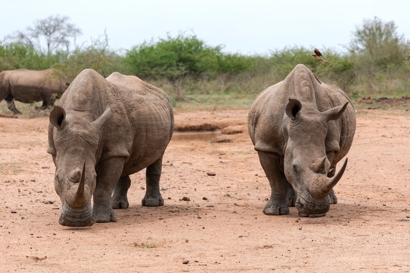 Le troupeau de rhinocéros noirs situé dans le nord est du Swaziland