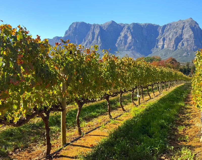 Vignobles en treillis dans les vignobles du Cap en Afrique du Sud