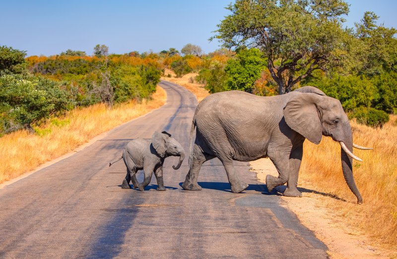 Un troupeau d'éléphants traverse la route asphaltée Parc national Kruger Afrique du Sud. 🗺️