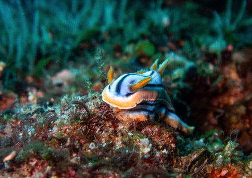 Un nudibrabch chromodoridien africain sur Aliwal Shoal, Afrique du Sud.                                                         🗺️