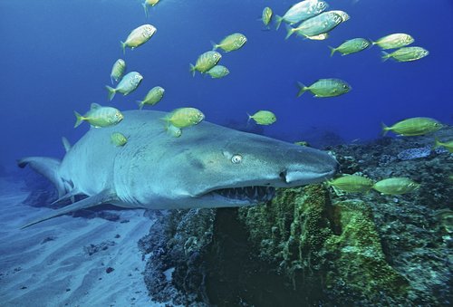 Sodwana Bay, Indian Ocean, South Africa,