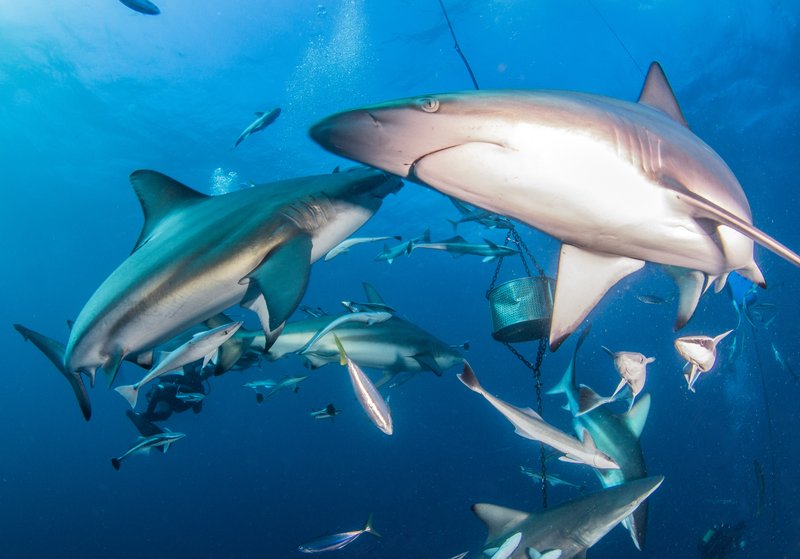 Requins, Protea Banks en Afrique du Sud