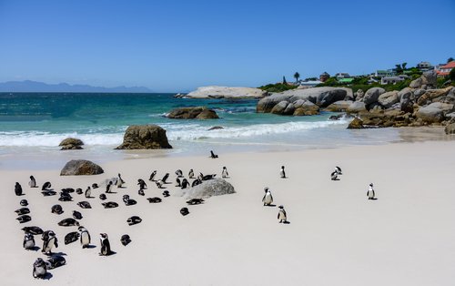 Manchots sur la plage de Simons'Town en Afrique du Sud