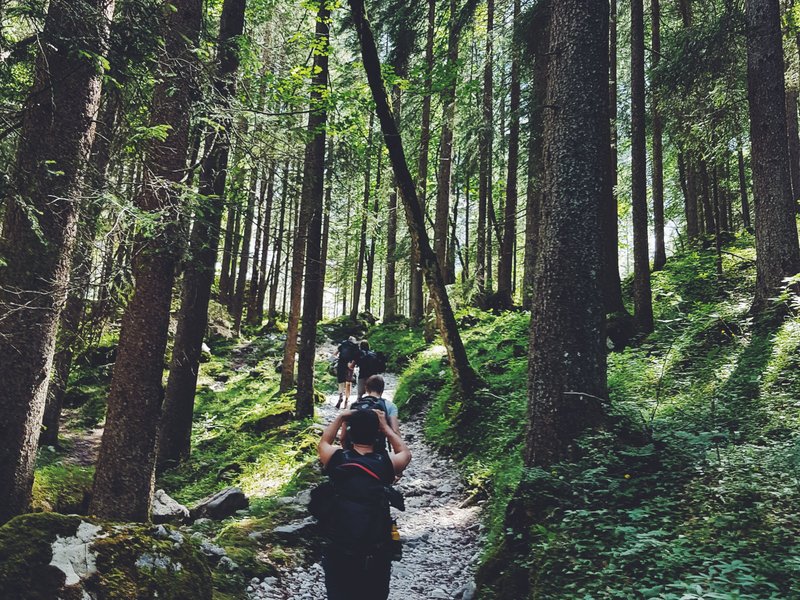 Tall Trees Trail, Redwood National Parc, Etats Unis