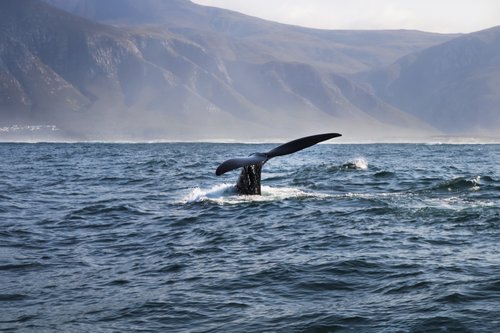 Observation de baleines depuis le bateau à Hermanus, Afrique du Sud