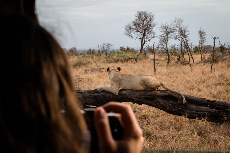 Safari en Afrique du Sud