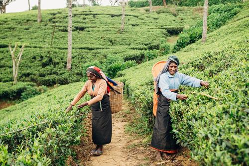 Agricultrices de thés Sri Lanka