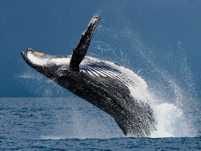 baleine madagascar