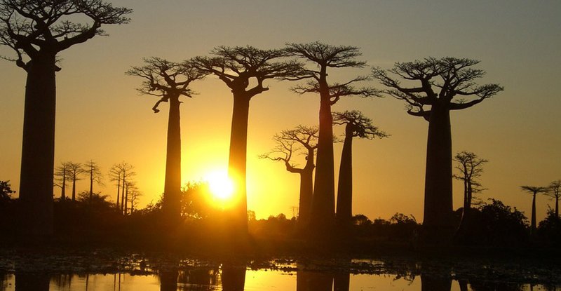 Baobab Madagascar