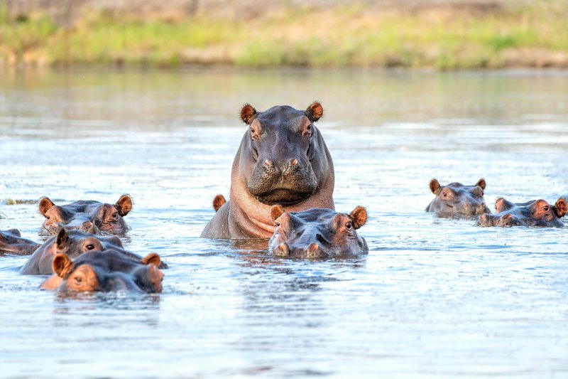 L'hippopotame de la rivière Chobe, chutes Victoria
