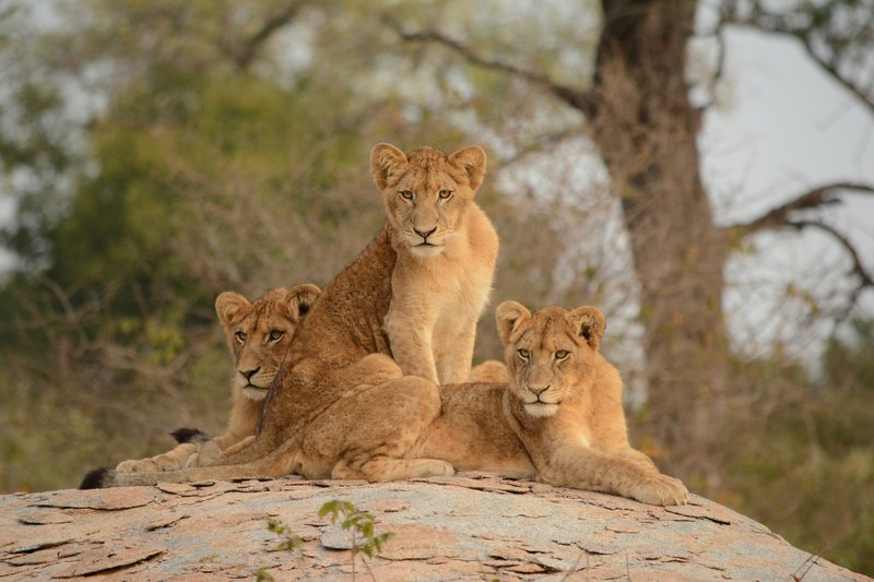 Lions au Kruger, Afrique du Sud