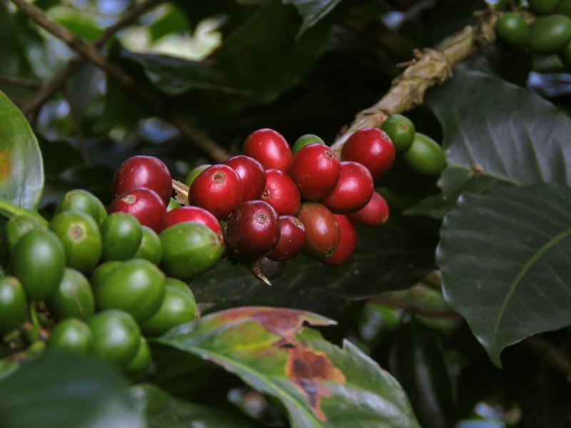 café Eje Cafetero, Colombia