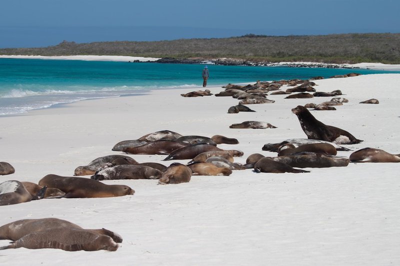 Galapagos