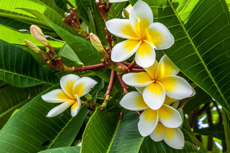 Fleur de frangipani de l'île de la Réunion