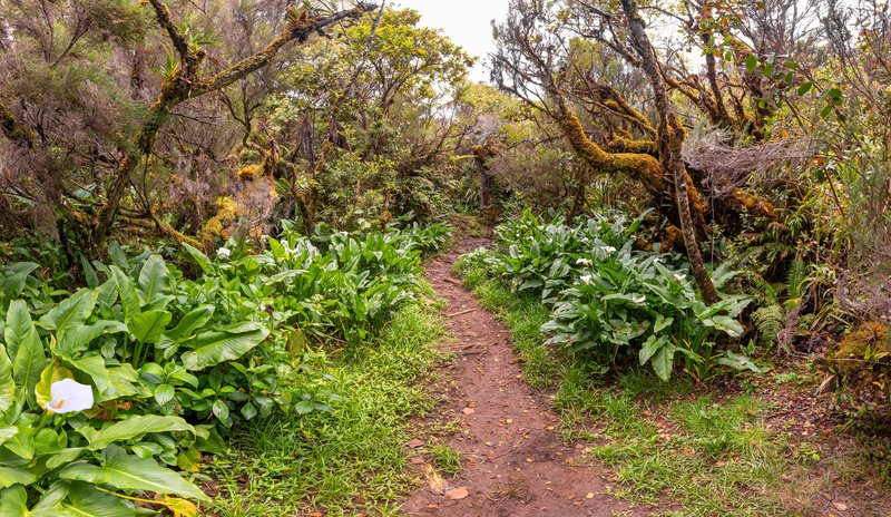 Chemin de randonnée à la Foret de Belouve, île de La Réunion